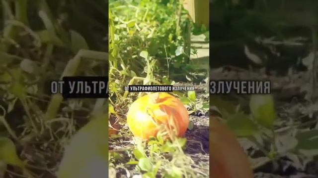 Что будет если есть тыкву каждый день?