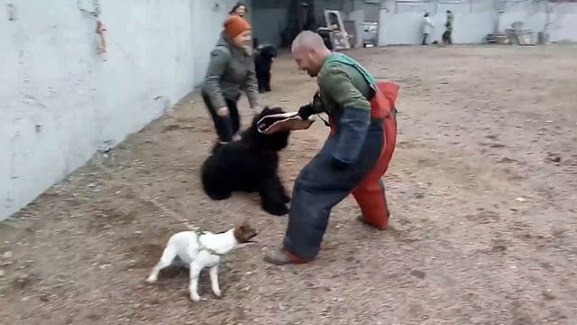 ЗКС Симферополь, рчт и фокс