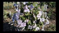 Клематисы Скайфол (Skufall), Хегли гибрид (Hagley hybrid)