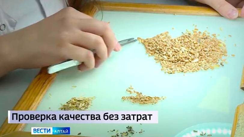 Сельхозтоваропроизводители Алтайского края смогут бесплатно проверить качество пшеницы