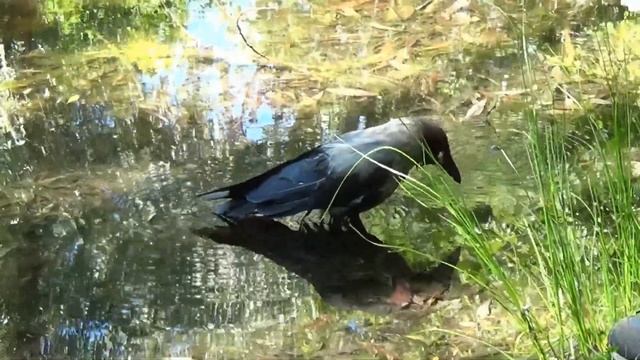 Дрессировщик Саша и ворона Каркуша. Купание вороны в озере
