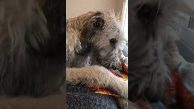 irish wolfhound stars in tiktok-style video (i.e. portrait mode) [2021-01-21]
