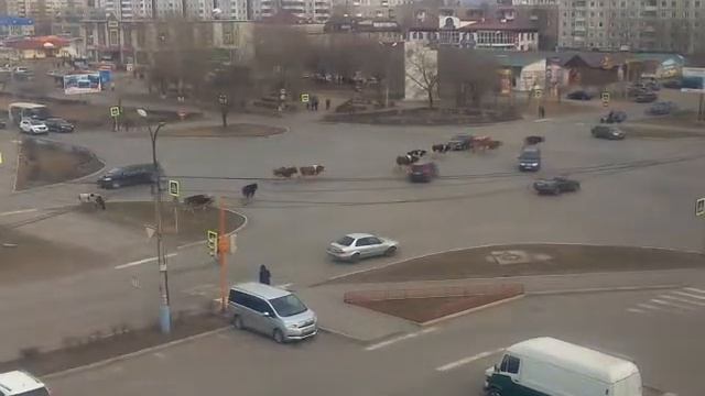 Стадо коров в центре города Минусинска.