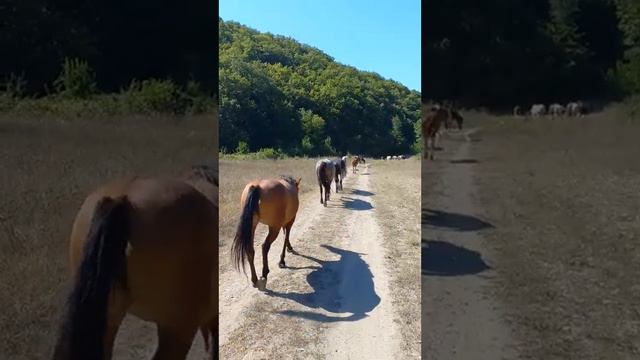 зурбаганский коник - замысел о адаптации лошадей (3-х пород) к условиям горного Крыма