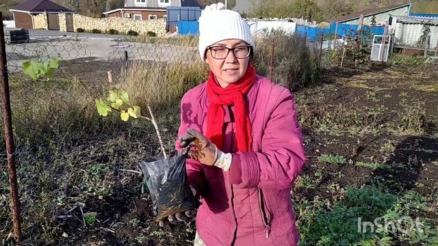 Не май месяц. Приживутся ли плодовые деревья и виноград, посаженный после 20 октября?
