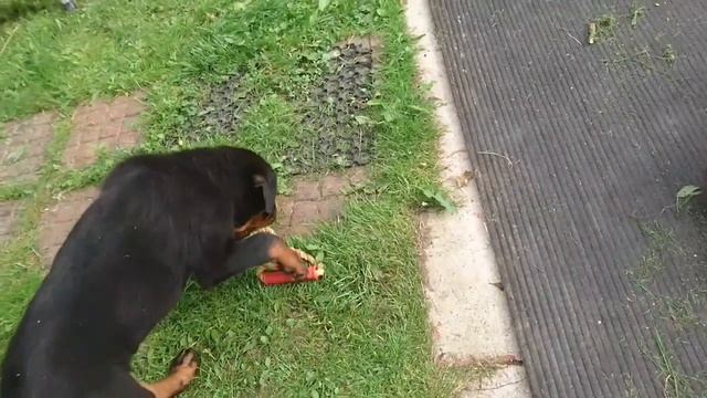 ЩЕНОК 2,5 МЕСЯЦА.ЧЕМУ УЧИТЬ?дрессировка и воспитание собак