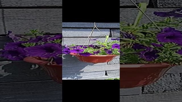 VID_20230716_124556.mp4