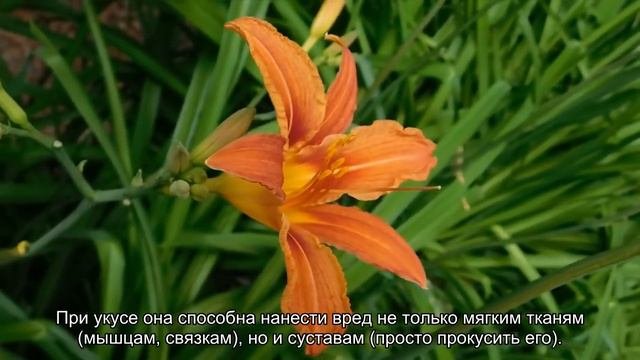 ТОП 10 самых страшных фактов о кошках