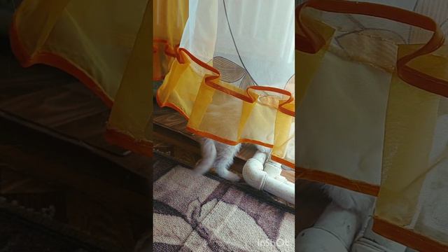 котята.mp4