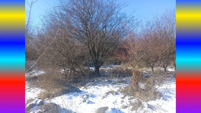 Прогулка на природе. Последний февральский снег