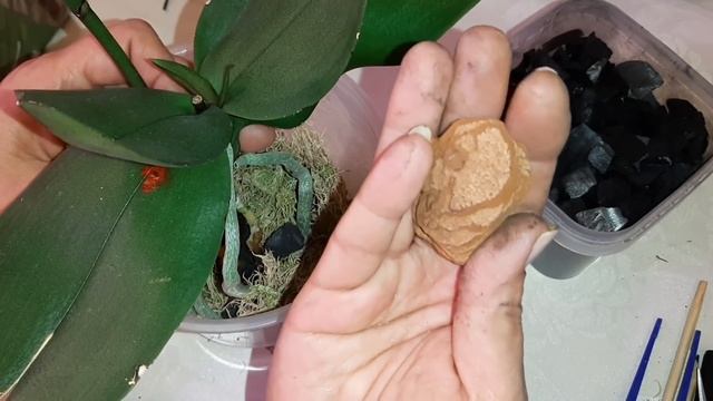 Фантастические Результаты Реанимации Орхидеи | Phal. Little Amaglad Lichtrose, Multiflora