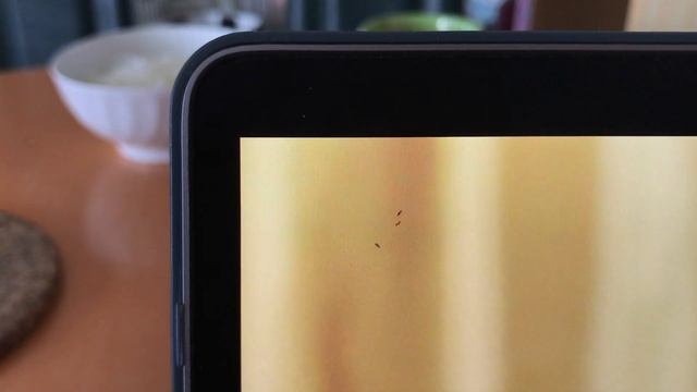 Insects walk inside Apple Macbook Air screen