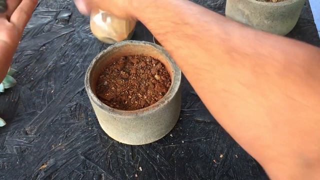 || SEPARATING PUPS FROM MOTHER PLANT STEM || SUCCULENT CARE TIPS ||