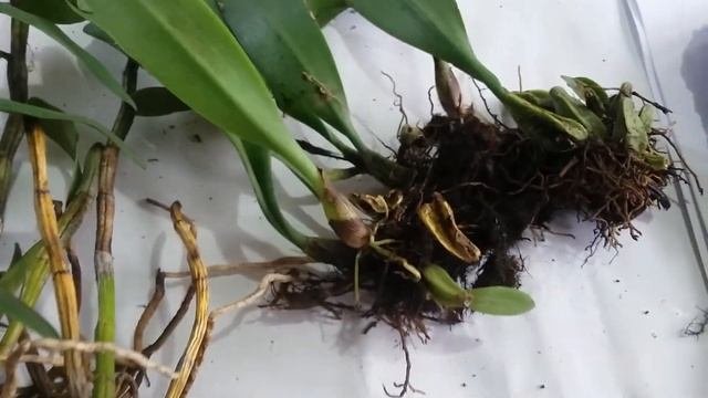 Orchids Unboxing    - Dendrobium takahashii -  Bulbophyllum auratum  -  Ulin Wood to mount orchid