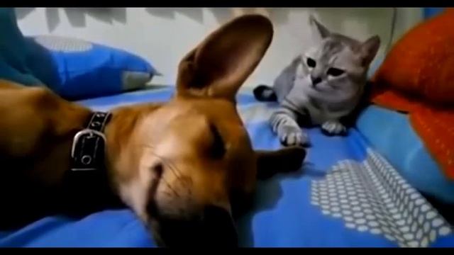 Кошка бьёт собаку | Собака пердит | Прикол, смешно, коты и собаки )))