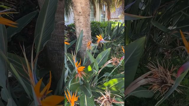 Bird of Paradise