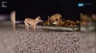 В липецком парке красиво подрались две лисы