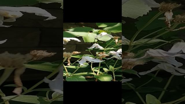 Клематис 'Хакури' (Hakuree) цельнолистный кустовой - видеопортрет растения 2024.