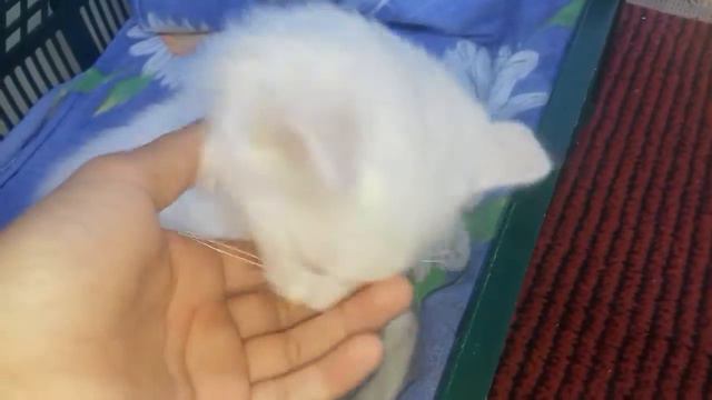 Найденый котёнок Снежок ♡