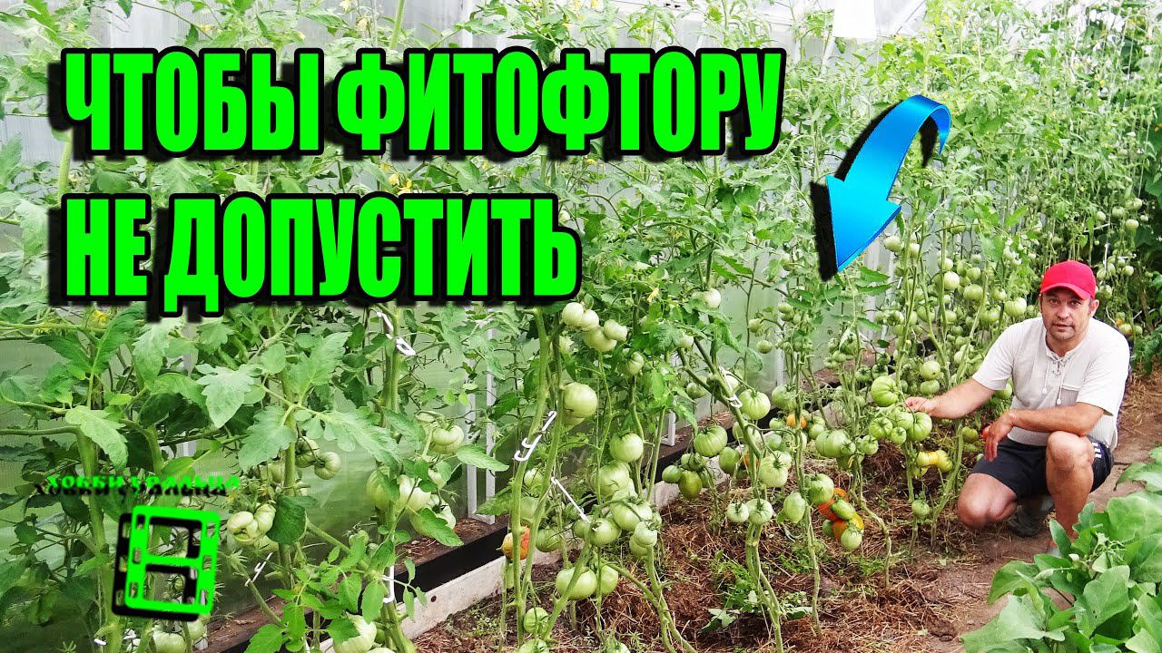 ЭФФЕКТИВНЫЕ СПОСОБЫ ПРОФИЛАКТИКИ ГРИБКОВЫХ ЗАБОЛЕВАНИЙ ПОМИДОРОВ. САД (ОГОРОД) И ТЕПЛИЦА 21-21