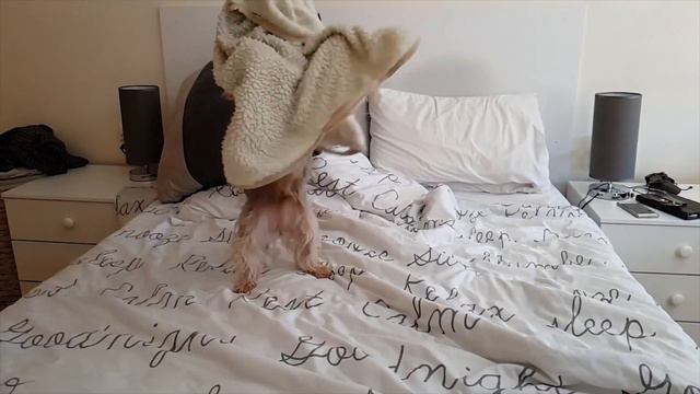 Slow Motion Yorkie - Cutest Dog Ever