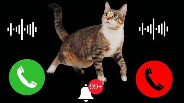 Apple Best Ringtone IPhone 14 Pro Max 8:12 Cat?#iphone