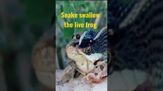 #animals Snake Swallowed The Frog