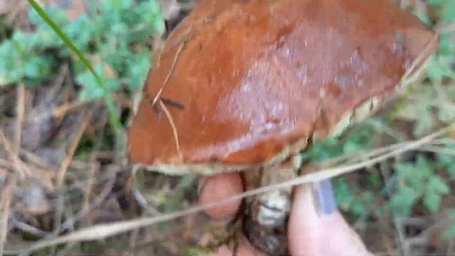 Как мы нарвали ПОЛЬСКИХ грибов