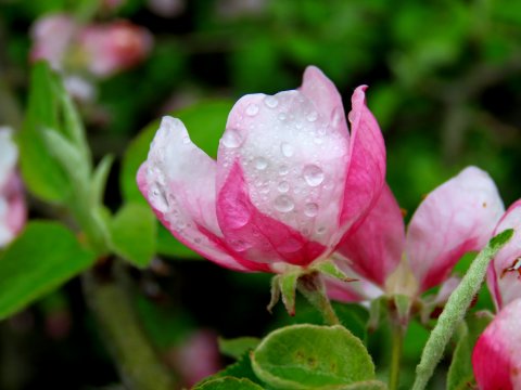 Цветущая розовая яблоня под хор лягушек.
