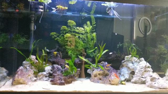 Мой аквариум начал жить новой жизнью с живородку и разноцветными