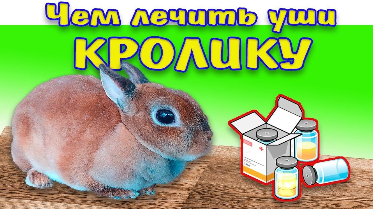 Чем лечить уши у кролика: Ушной клещ