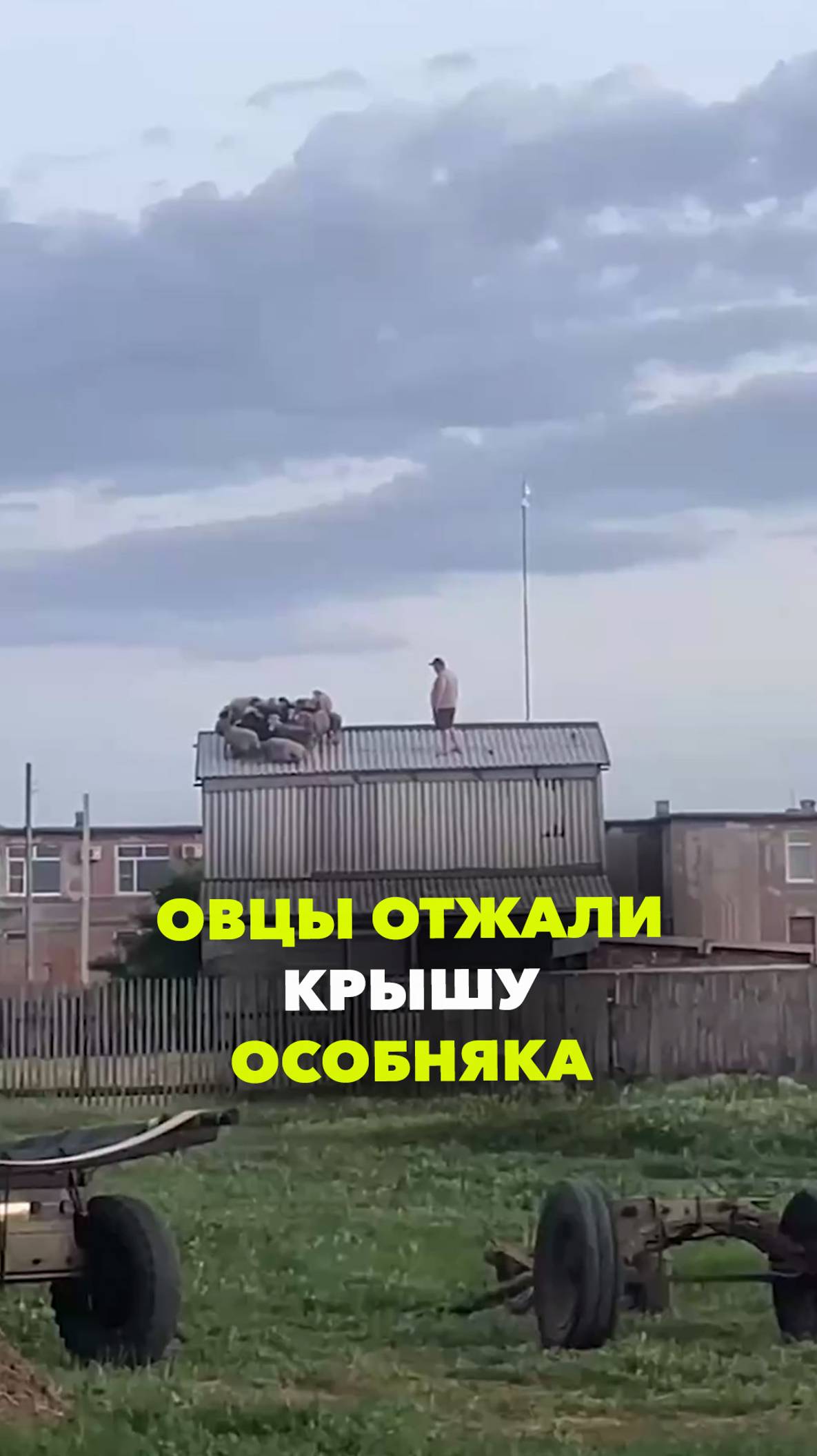 Отара овец потерялась на крыше сеновала в Омске
