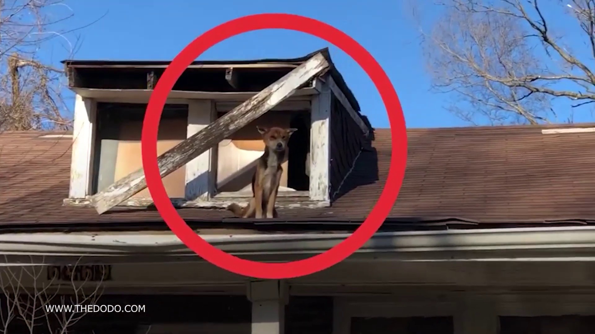 Этих Животных Пытались Спасти в Самый Последний Момент