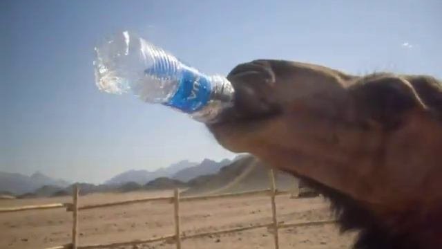 Верблюжонок пьёт воду
