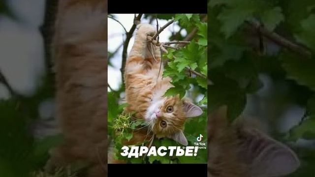 доброе утро