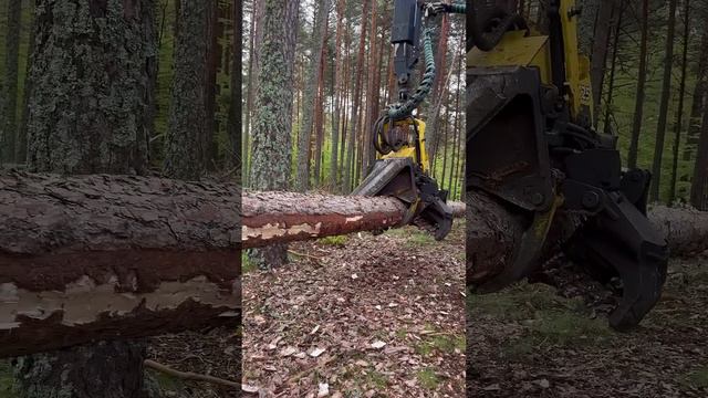 “Forest harvesting with the John deere 1270g” #harvester #johndeere #viral #excavator #farming