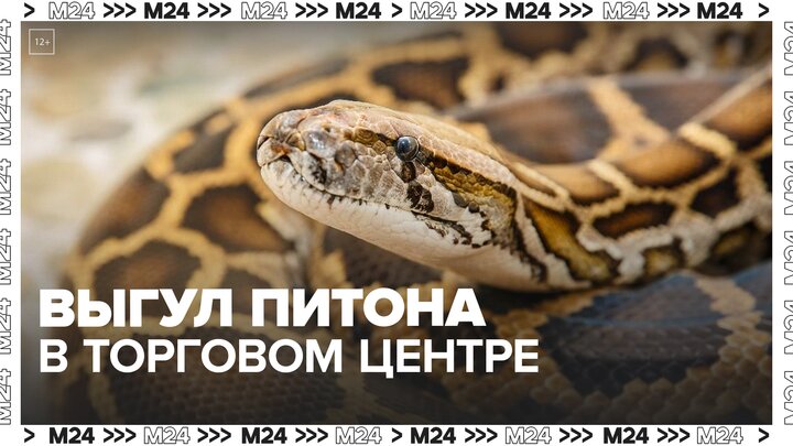 Посетители подольского ТЦ показали, как мужчина выгуливает свою змею — Москва 24