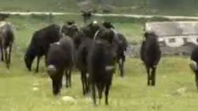 Qarachay Рeople - Карачаевцы
