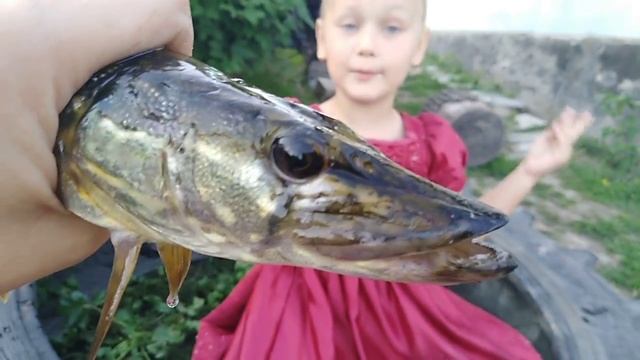 #Ужас.? #ЩУКА  укусила  Karinu!!! #Черепаха испугалась щуку.