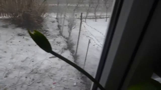 Туманное утро Амазонская лилия - Эухарис Орхидея Фиалки 09 02 2015