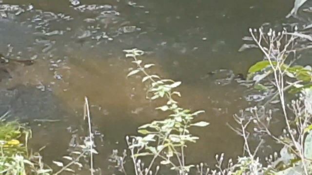 Водяная Хищница и Дикая Утка лакомятся мальком  - не мешая друг другу.