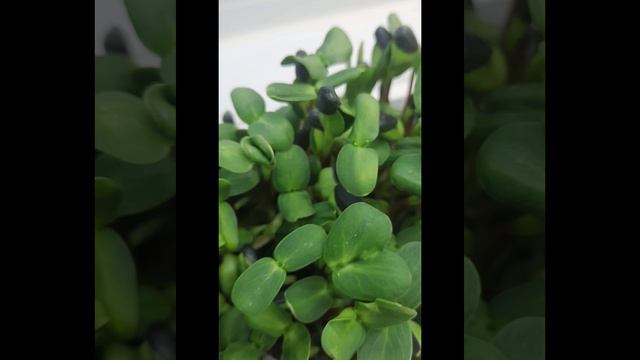подсолнечник.mp4
