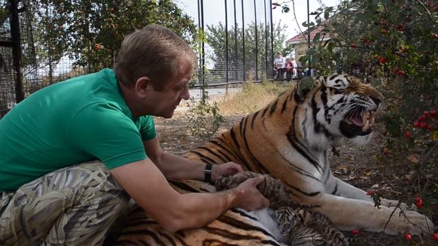 Мама тигрица принимает ЧЕТВЕРТОГО ТИГРЕНКА !