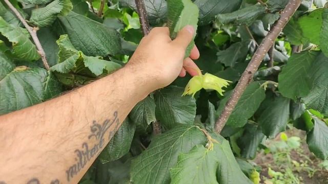 Огляд Плодоносних кущів у маточному саду фундука частина 2