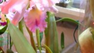 Rlc. Nacouchee 'Mission Valley' AM/AOS