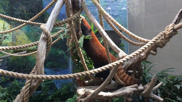 Красная панда в зоопарке в Макао