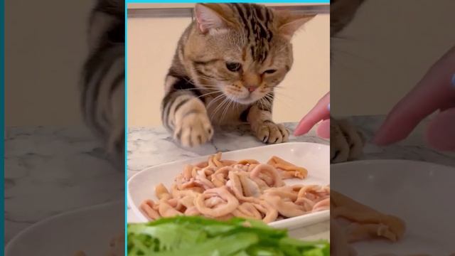 All the food in the world is mine ???