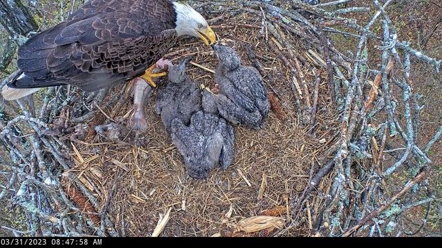 Dale Hollow Eagle Camera 31.03.2023 08:23