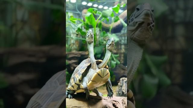 Невероятная Двухголовая черепаха. 🐢