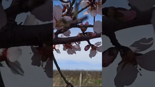 Цветущие ветви миндаля в Крыму